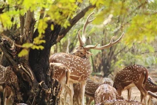 Deer Park